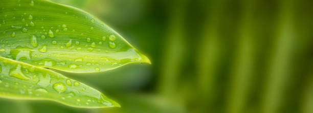 istock Beautiful nature view green leaf on blurred greenery background copy space 1409431755