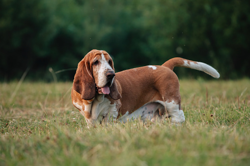 An adult dog of the Basset Hound breed walks in nature.