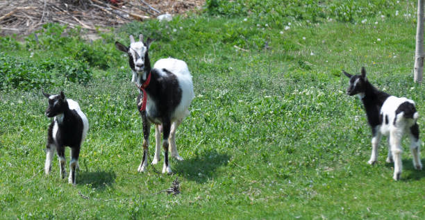 istock Domestic goat in the village yard 1409431933