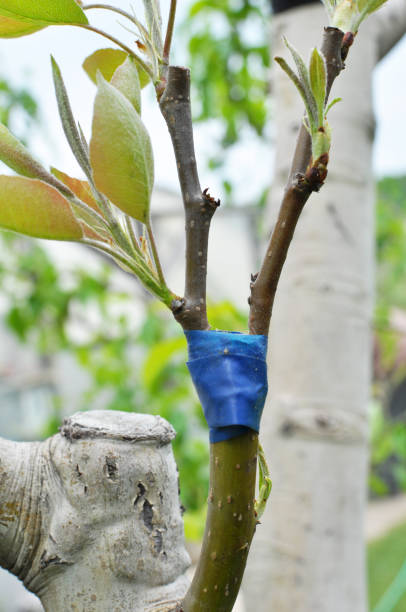 istock A branch of a fruit tree with a grafted new variety 1409431958