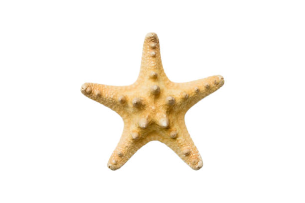 istock Natural yellow starfish isolated on white background top view 1409433589