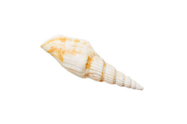 istock Sea shell isolated on white background. Close up seashell top view 1409433593