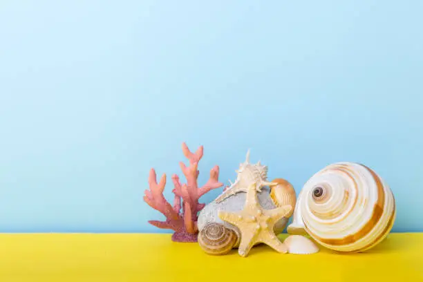 Photo of Beach seashells on colored background. Mock up with copy space