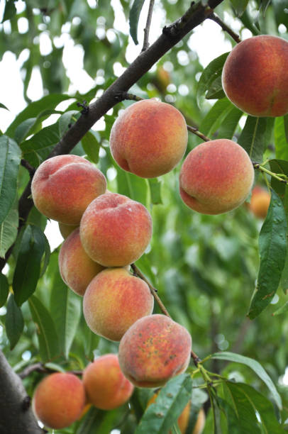 istock On the tree branch ripe peach fruits 1409434551