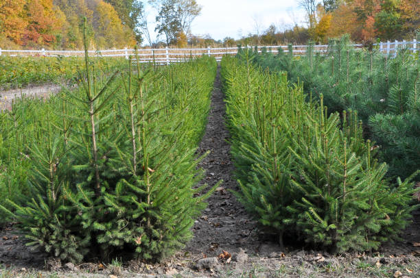 istock A plot of forest for growing seedlings of trees 1409435557