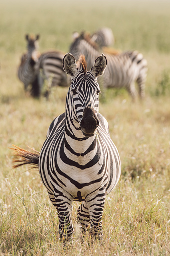 Zebras in Masai Mara National Reserve, Tanzania
