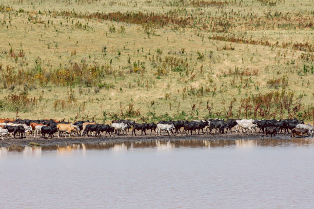 istock Scenic View Of Lake 1409436213