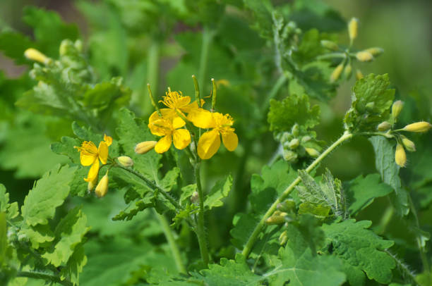 istock Flowering Chelidonium majus 1409436376