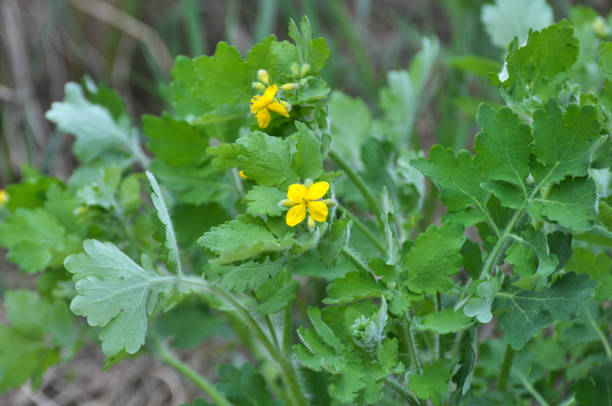 istock Flowering Chelidonium majus 1409436405