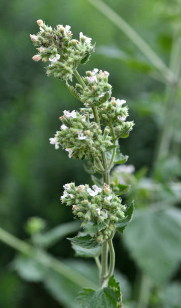 istock Flowering melissa (Melissa officinalis) flowers 1409436456