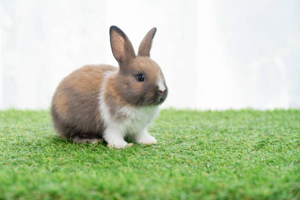 istock Fluffy rabbit bunny sitting green grass in spring summer background. Infant dwarf bunny brown white rabbit playful on lawn with white background. Cute animal furry pet concept. 1409437741