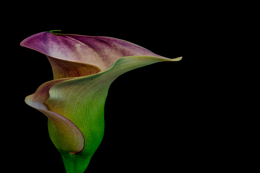 surrealistic violet green calla blossom,black background,fine art still life color macro,single detailed textured bloom,vintage painting style