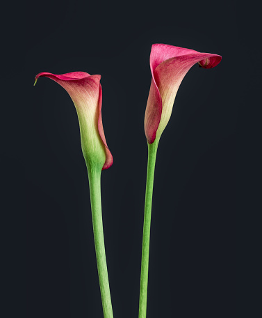 isolated pair of red calla blossoms,dark gray background,fine art still life color macro,two detailed textured blooms,vintage painting style