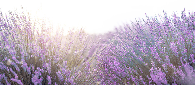 Wide field of lavender in summer morning, panoramic view background. Spring lavender background. Shallow depth of field.