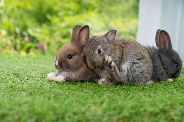 Cuddly furry rabbit bunny sitting and playful together on green grass over natural background. Lovely little bunny brown grey rabbit cleaning body with family on grass. Easter newborn mammal pet family concept. conejito de conejo peludo de peluche sentado y juguetón juntos en hierba verde sobre fondo natural. encantador conejito marrón gris conejo limpiando el cuerpo con la familia en la hierba. concepto de familia de mascotas de mamíferos recién nacidos de p