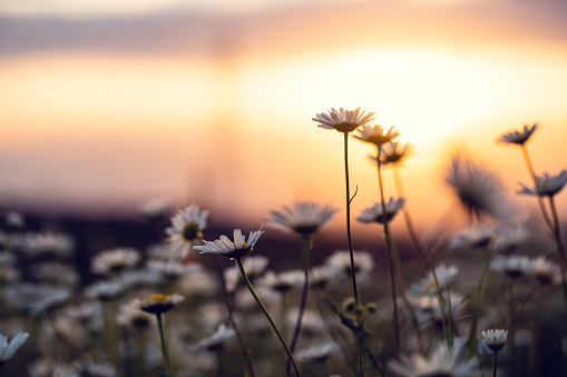 Summer meadow with daisy at sunset. Summer natural background concept. Derived from RAW file for best quality.