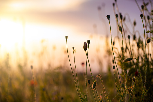 Wild grass and flowers in the field at sunset. Summer natural background concept. Derived from RAW file for best quality