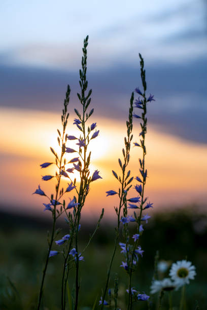 istock Beautiful flowers against sunset sky background 1409438879