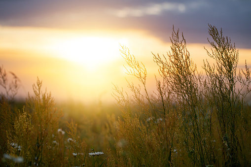Wild grass and flowers in the field at sunset. Summer natural background concept. Derived from RAW file for best quality