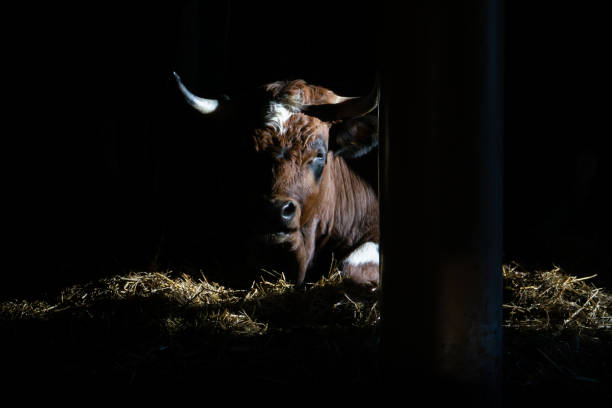 Resting bull inside a barn Bull from the "Parc animalier de Sauvabelin". bulle stock pictures, royalty-free photos & images