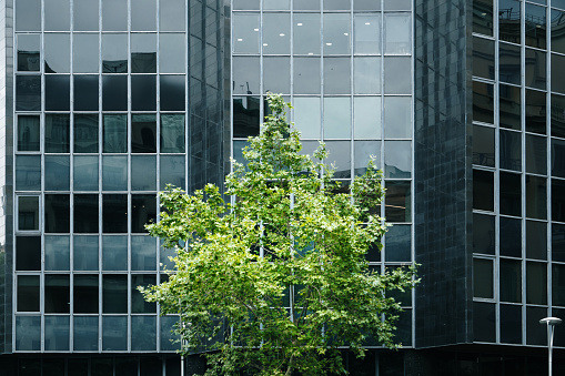 A tree with a modern office building in the background