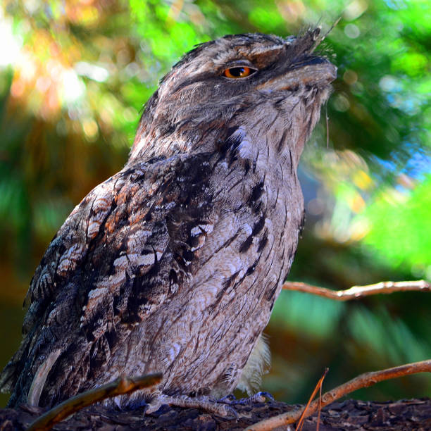 istock Tawny frog mouth owl 1409440942