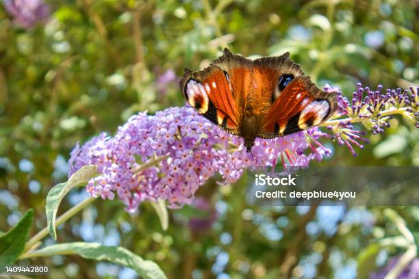 Peacock Butterfly European Peacock Stock Photo - Download Image Now - Animal, Animal Body Part, Animal Wildlife