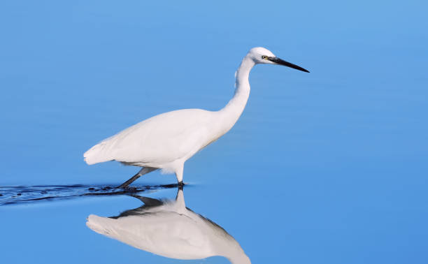 Snowy Egret Hunting stock photo