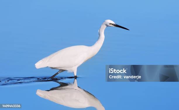 Snowy Egret Hunting Stock Photo - Download Image Now - Animal, Animal Body Part, Animal Eye
