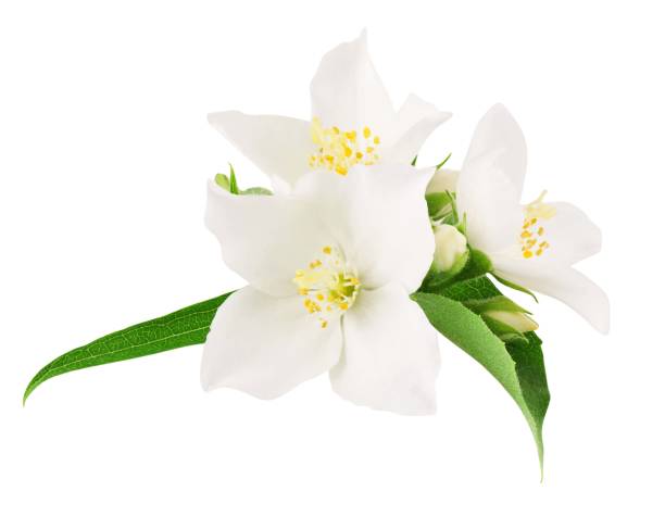 istock Jasmine flowers isolated on white background 1409443420