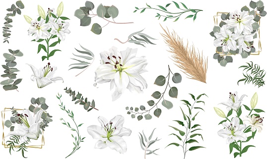Vector grass and flower set. Eucalyptus, different plants and leaves, dry wood. White lily flowers, branches with flowers, compositions with gold frames