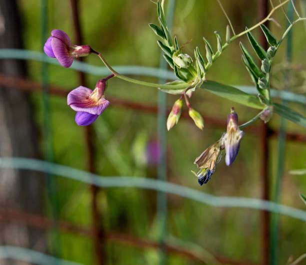 detail of Lathyrus tuberosus