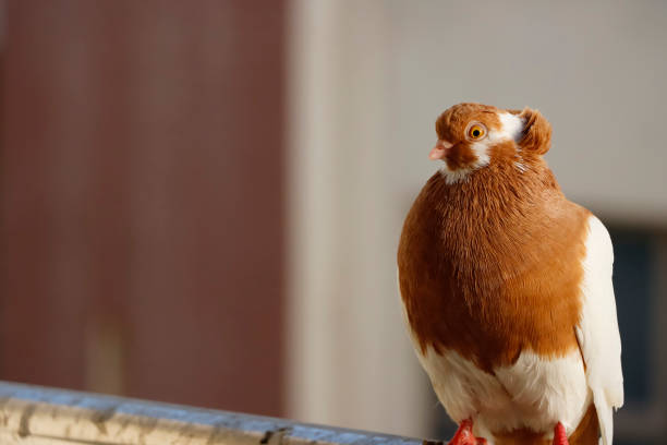 Brown And White Color Pigeon Closeup Image Of Brown And White Color Pigeon shutterstock images for free stock pictures, royalty-free photos & images