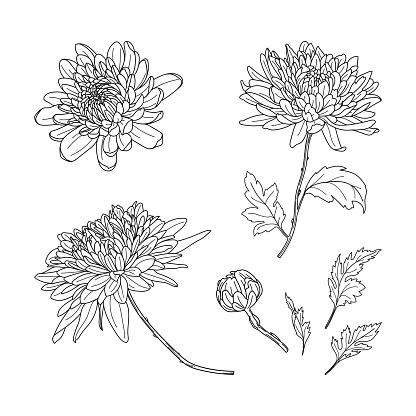 Set of hand drawn black color chrysanthemums. Autumn flowers in line art style. Flowers, bud and leaves.