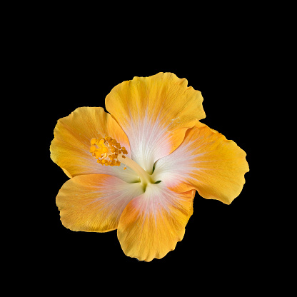Single isolated yellow hibiscus blossom macro on black background