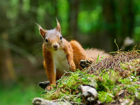 A Red Squirrel (Sciurus vulgaris) in Scotland, UK