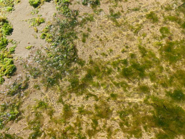 морские водоросли на пляже - 11334 стоковые фото и изображения