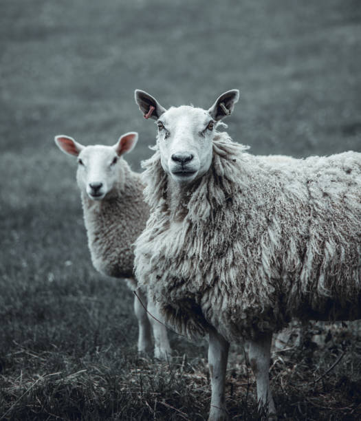 istock Sheep portraits in the Hebrides, Scotland 1409448578