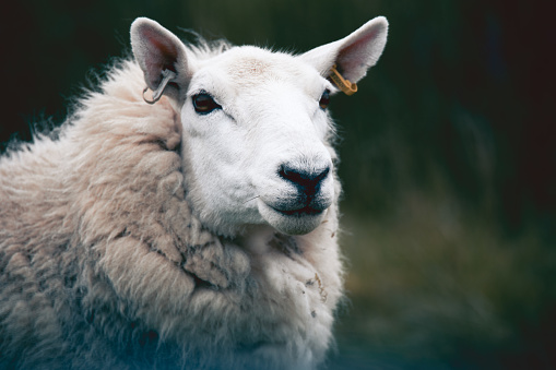 Portrait of a beautiful sheep in the Isle of Skye and in the Hebrides, Scotland. Tame, friendly faces, long wool against the harsh climate and constant wind.