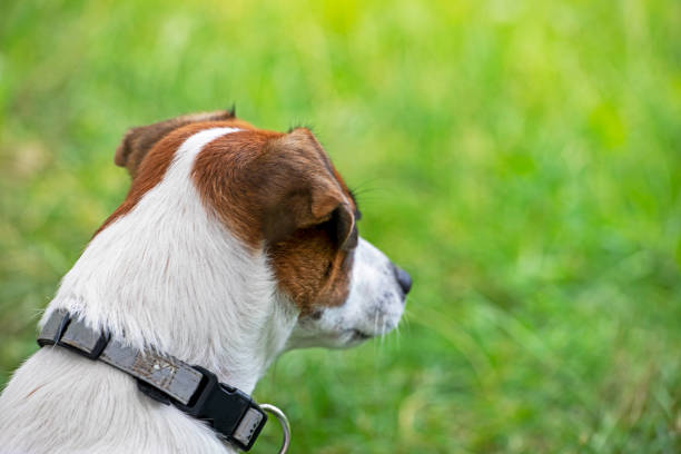 abgewandter kopf eines jack russell terriers nahaufnahme auf einem grünen, verschwommenen hintergrund. - anticipation outdoors close up nobody stock-fotos und bilder