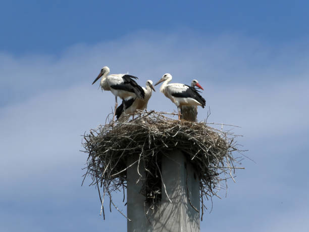 istock Stork family in the nest  built on a concrete pole 1409449943