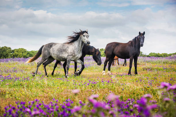 istock Free horses trotting 1409450139