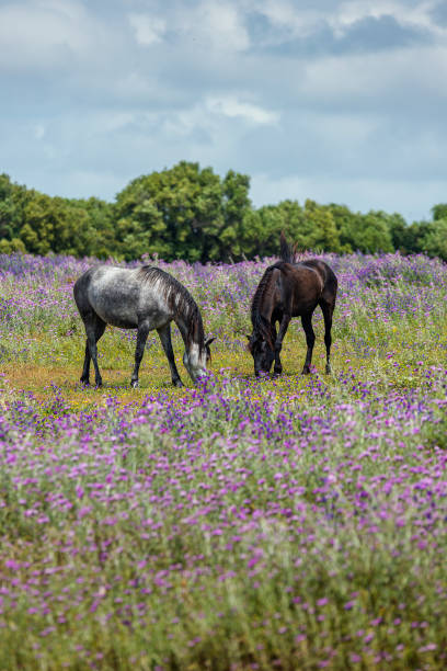 istock Free horses grazing 1409450150