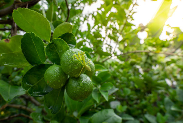 Green lemon, lemon green with the leaves background, insects on green lemons, Rain drops on lemon, fresh lemon on the branch.