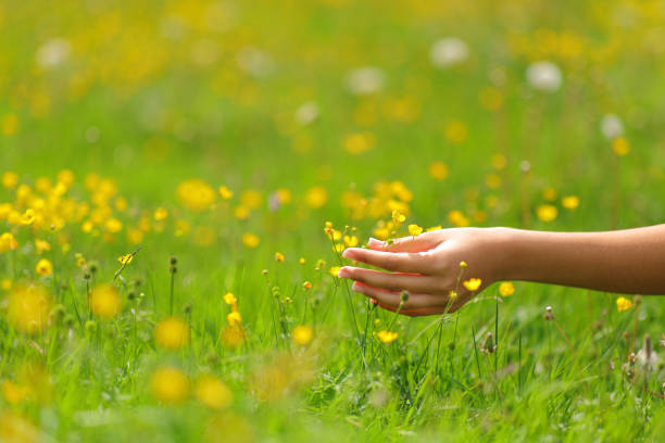 Woman hands touching flowers in a field in spring