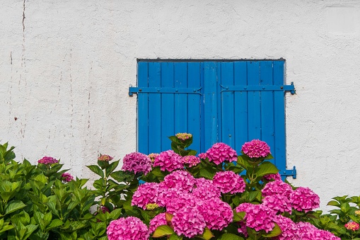 Closed blue wooden window with pink hydrangea