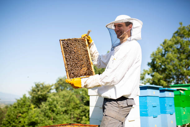 istock Beekeeping. Beekeeper holding a frame of honeycomb. At work cleaning and inspecting hive in protective clothing 1409451003