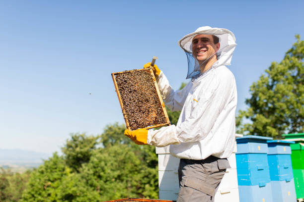 istock Beekeeping. Beekeeper holding a frame of honeycomb. At work cleaning and inspecting hive in protective clothing 1409451020