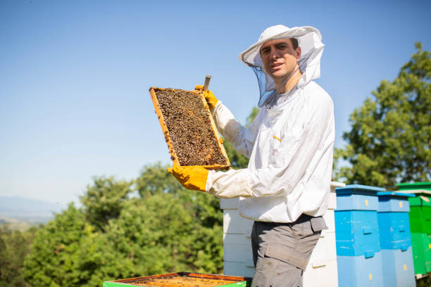istock Beekeeping. Beekeeper holding a frame of honeycomb. At work cleaning and inspecting hive in protective clothing 1409451061