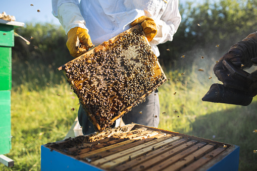 Beekeepers holding a frame of honeycomb. They working together and using smoker for claming bees